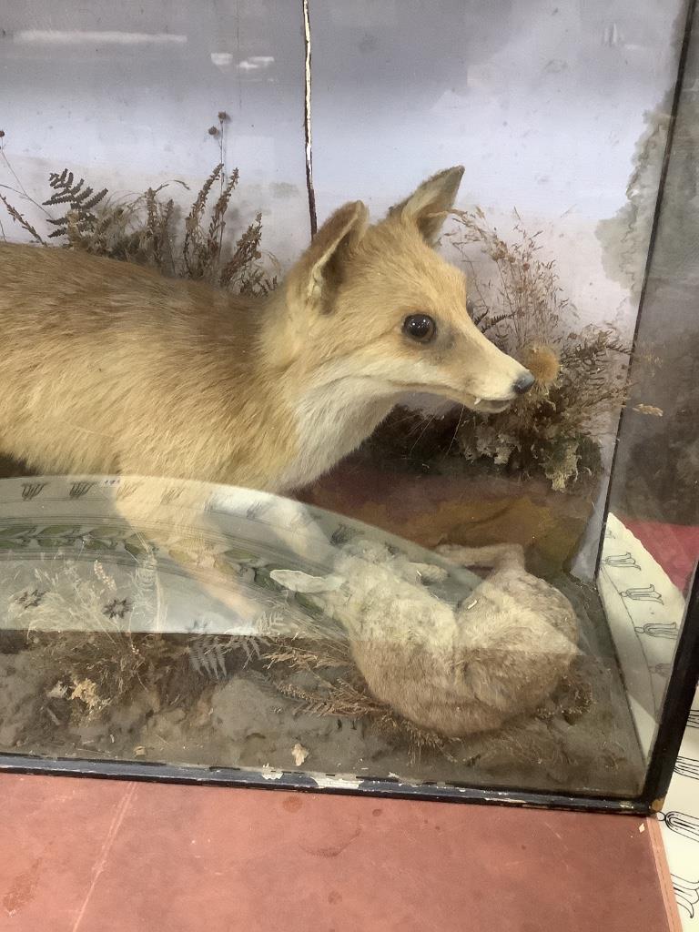 An early 20th century taxidermic fox catching a rabbit, 110 x 65cm